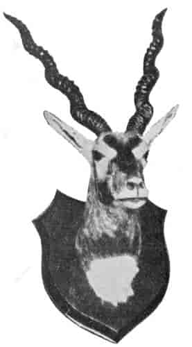 Fig. 26. Black buck.