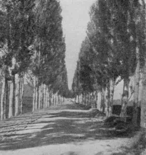 Fig. 43. Poplar lined road to Srínagar.