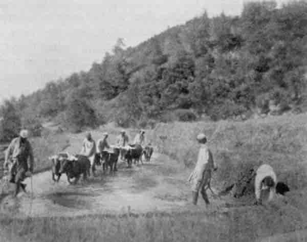 Fig. 51. Preparing rice field in the Hills.