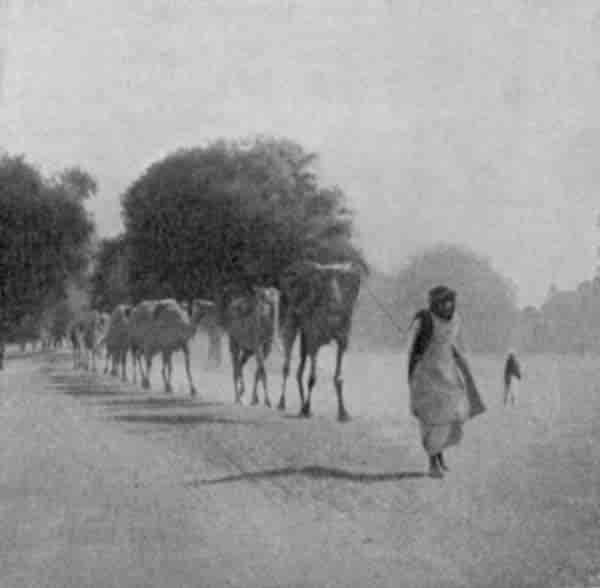 Fig. 69. Panjáb Camels—Lahore.