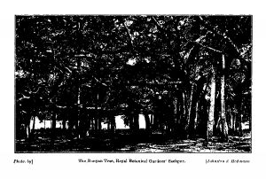 The Banyan Tree, Royal Botanical Gardens Seebpur. 