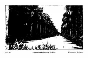 Palm avenue in Botanical Gardens. 