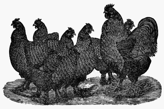 Several roosters