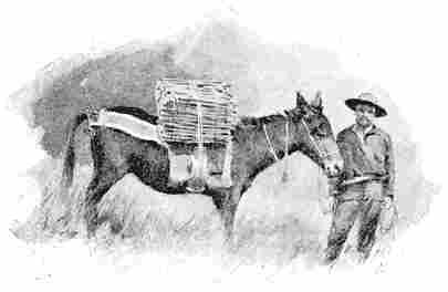 A Mule with its Pack of Crates.