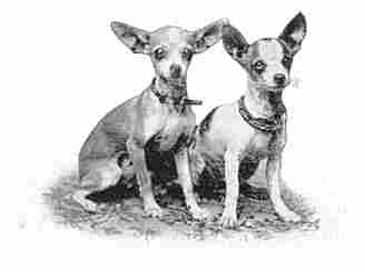 Dogs of Chihuahua.