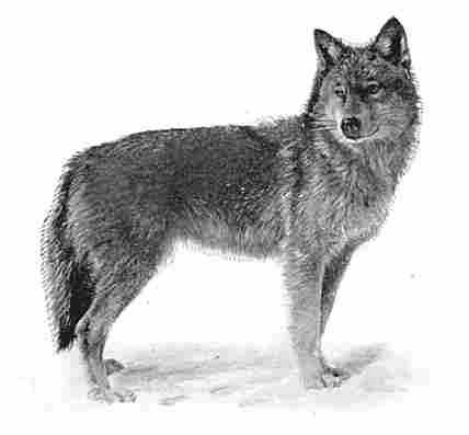 The Coyote, Canis latrans.