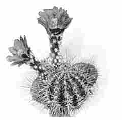 Echinocactus.
