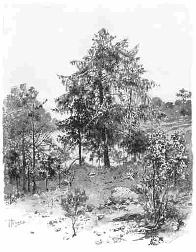 Pinus Lumholtzii.