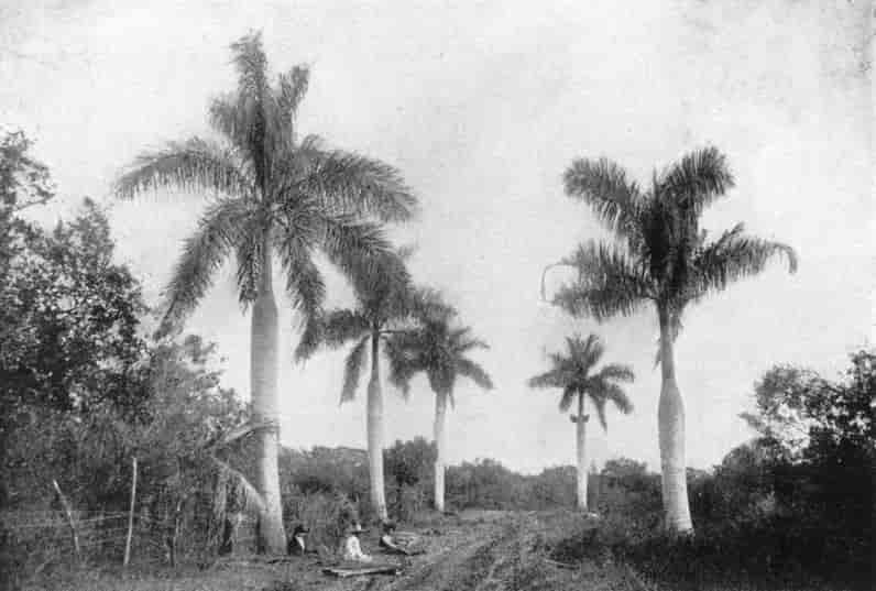 palms and vegetation
