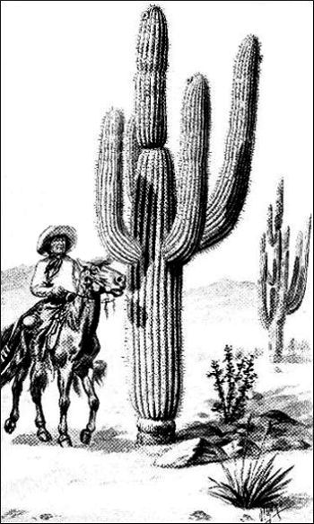 A Mexican Cactus