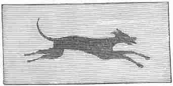 Fig. 7. Bushman Dog