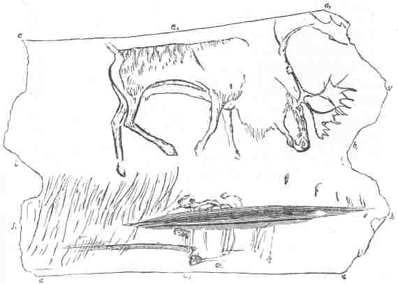 Fig. 14. Palæolithic sketch - a reindeer