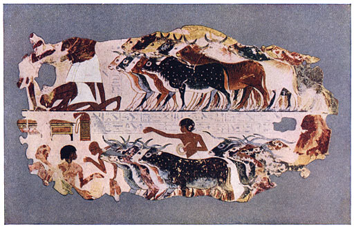 Voorstelling van het weiden van een groote kudde vee op een Egyptische hoeve.