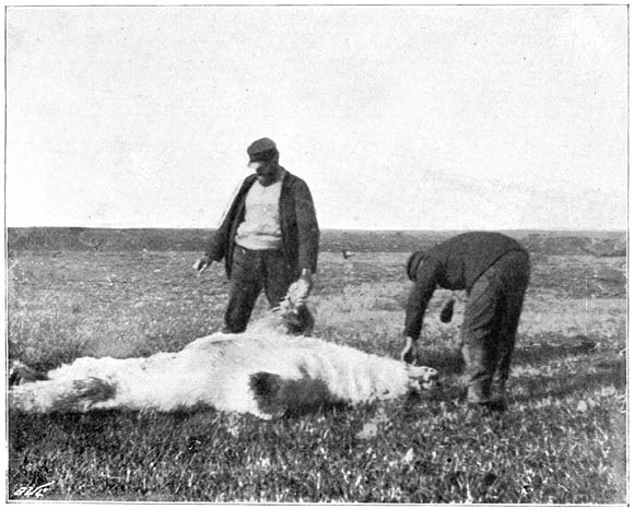 A dead bear on Reindeer Island (August 21, 1893)