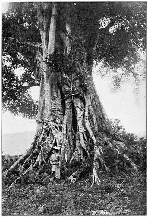 The Sacred Tree of the Ifugaos.