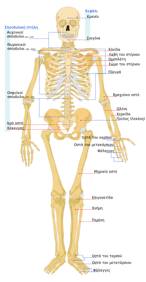 ο σκελετοσ του ανθρωπου