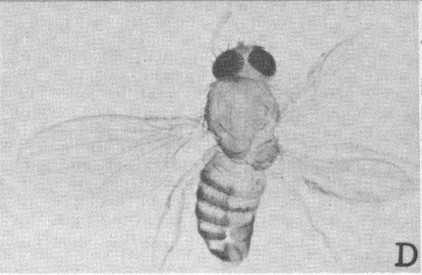 Three-winged fly with partial double thoraxes