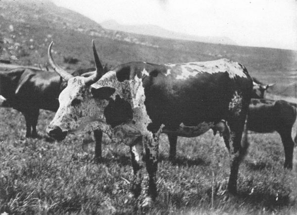 TYPE OF AFRIKANDER CATTLE