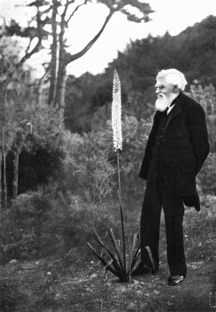 A.R. WALLACE ADMIRING EREMUS ROBUSTUS about 1905.