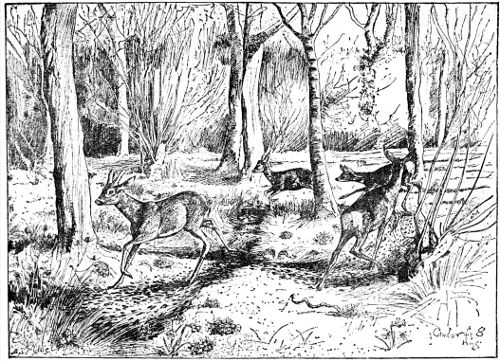 FIGURE-OF-EIGHT RING IN CAWDOR FOREST. BY J. G. MILLAIS. FROM HIS 'BRITISH DEER AND THEIR HORNS.' BY LEAVE OF MESSRS. SOTHERAN.