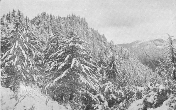 Alpine Scenery in Winter on Shoulders of Mount Lowe.