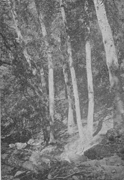 Group of Alders near Mount Lowe Springs.