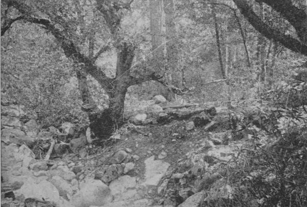 A Woodland Dell, Mount Lowe Springs.