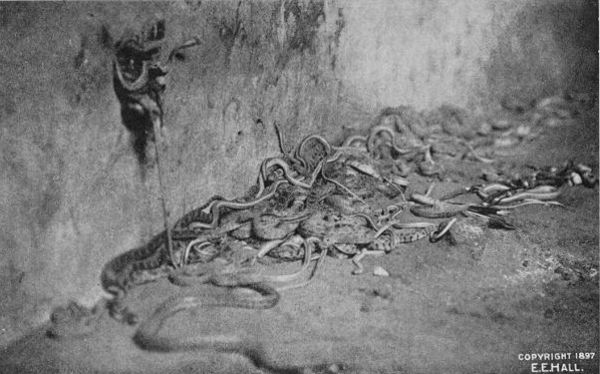 The Snakes in the Kiva at Mashonganavi, after the Ceremony of Washing.
