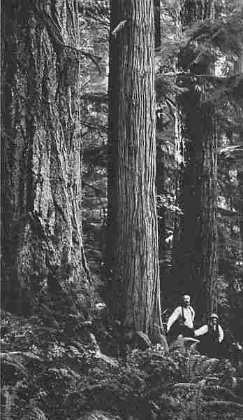 A FIR, A CEDAR, AND A HEMLOCK—PRINCIPAL TREES IN WASHINGTON.