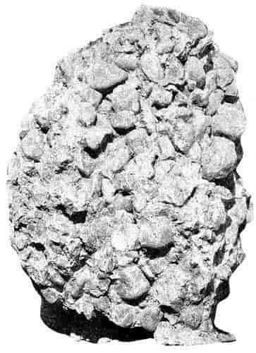 FIG. 2. Piece of Potsdam conglomerate. The larger pebbles are about three inches in diameter.