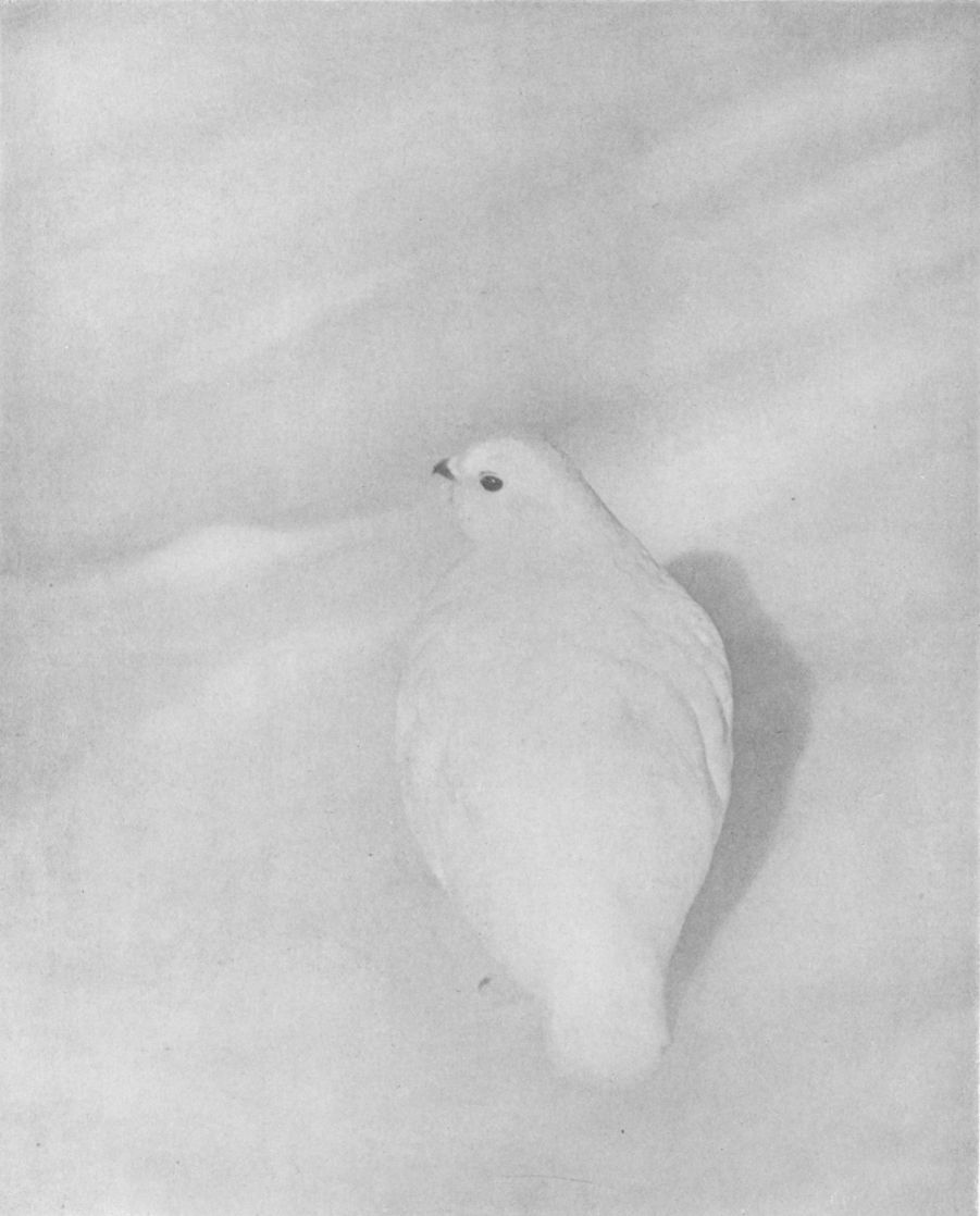 PTARMIGAN IN WINTER, By Clark Blickensderfer, Denver, Colo.