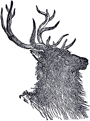 stag's head